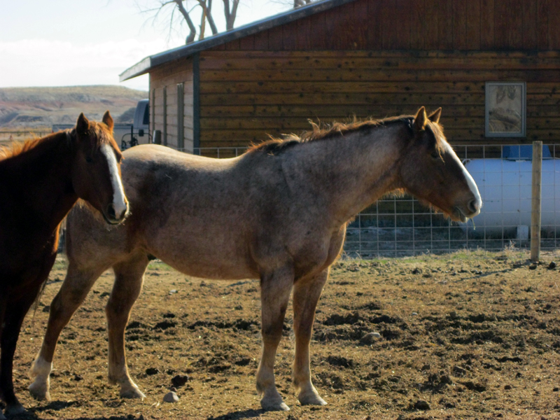 Corriente Cattle Greybull River Ranch
